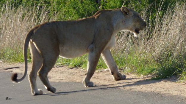 P1190052 Lioness 2019-12-03 6-51-06 AM