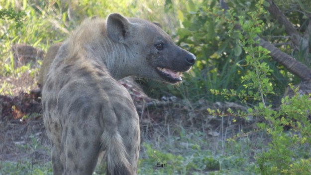 P1190061 Hyaena getting close to lion's kill 2019-12-03 6-55-56 AM