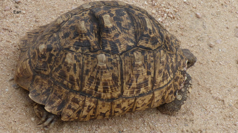 P1190074 Tortoise 2019-12-04 7-36-02 AM