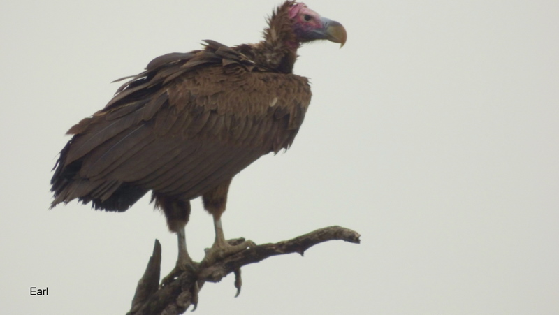 P1190076 Lappet-faced Vulture 2019-12-04 7-41-56 AM