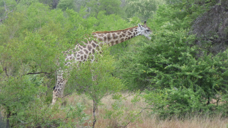 P1190077 Giraffe 2019-12-04 8-05-38 AM