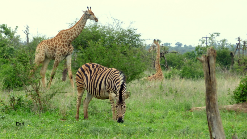 P1190239 Giraffe And Zebra 2019-12-08 3-27-01 PM