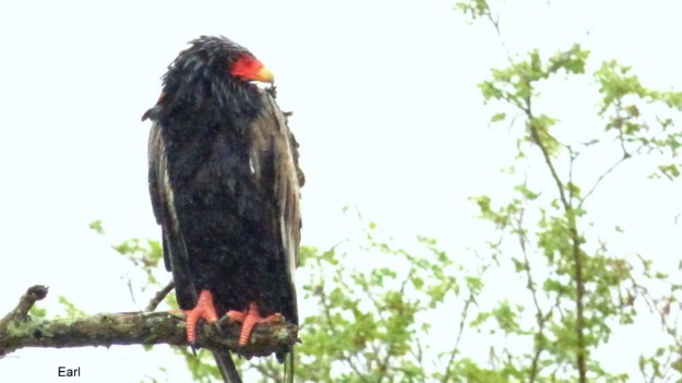 P1190269 Bateleur 2019-12-09 9-50-16 AM