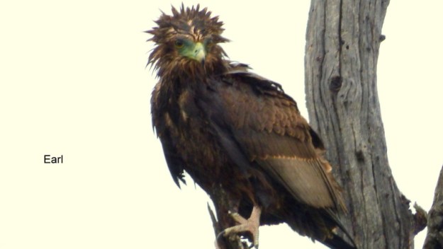 P1190287 Juvenile Bateleur bad hair day 2019-12-09 9-55-19 AM