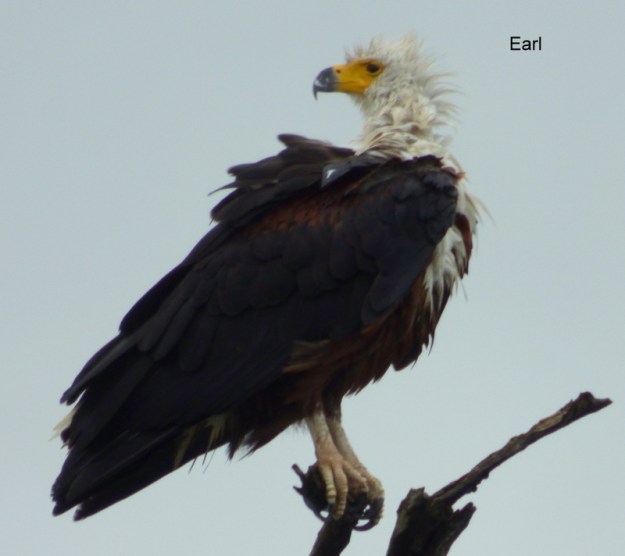 P1190306 Bad Hair Day Fish Eagle 2019-12-09 12-22-32 PM