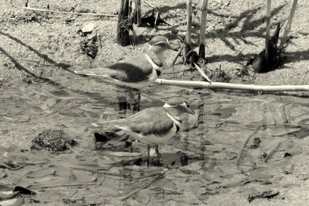 Plover-Three-banded-Kruger
