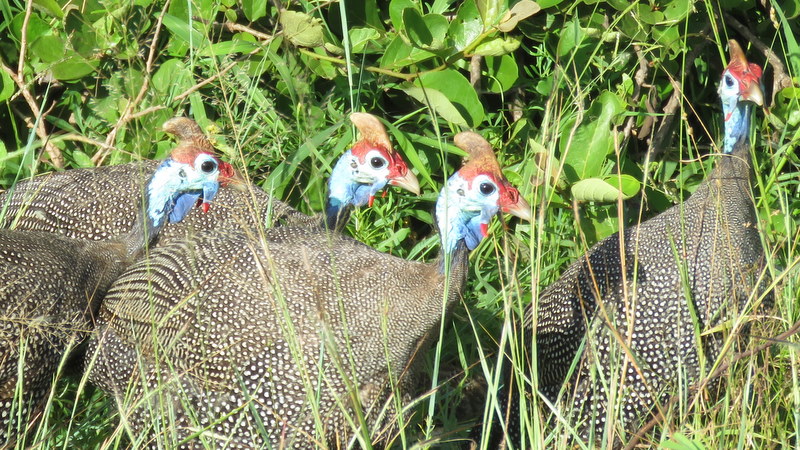 IMG_0005 Helmeted Guineafowl 2020-02-17 7-45-20 AM