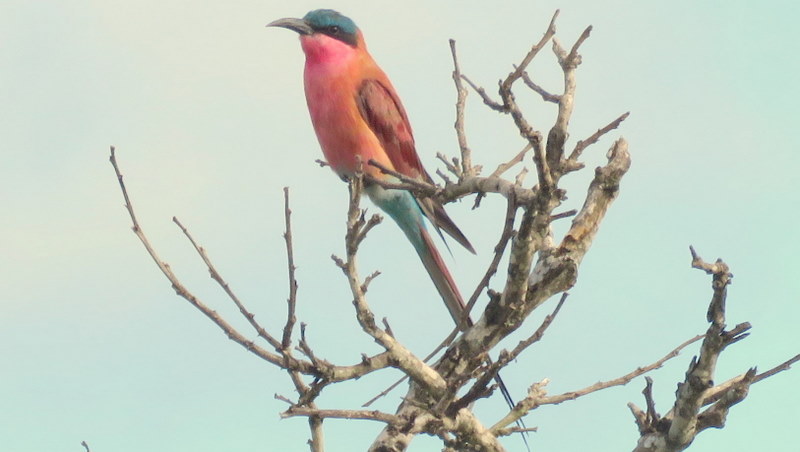 IMG_0012 Carmine Bee-eater 2020-02-17 8-12-03 AM