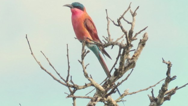 IMG_0012 Carmine Bee-eater 2020-02-17 8-12-03 AM