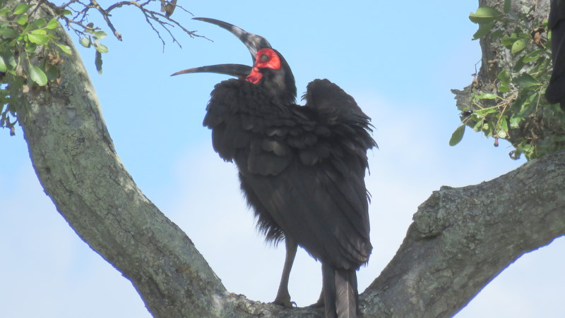 IMG_0036 Ground Hornbill 2020-02-17 10-42-29 AM