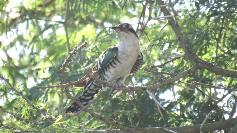 IMG_0051 Diederick's Cuckoo 2020-02-17 4-24-01 PM