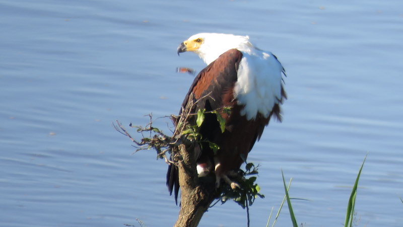 IMG_0056 Fish Eagle 2020-02-17 4-56-21 PM