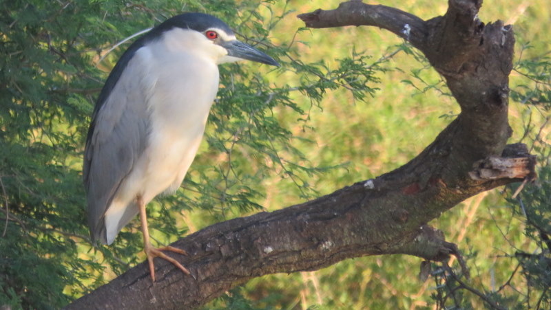 IMG_0071 Black-crowned Night-heron 2020-02-17 6-09-30 PM