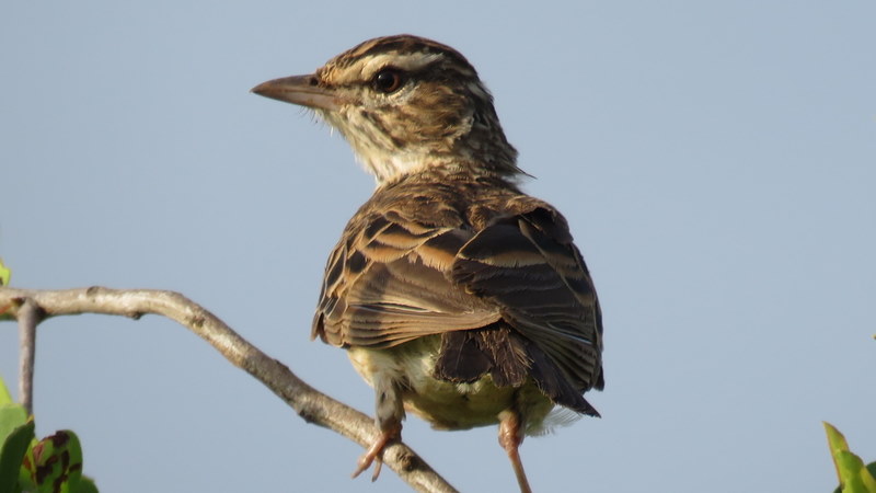 IMG_0090 Sabota lark 2020-02-18 7-08-32 AM
