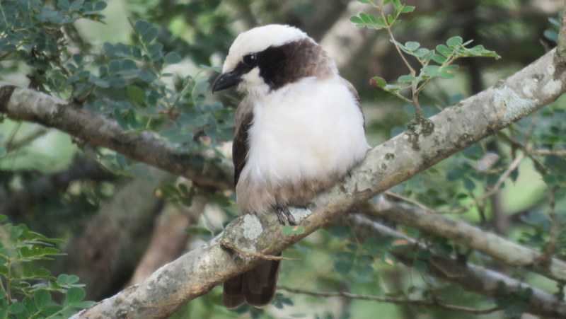 IMG_0100 Southern White-crowned Shrike 2020-02-18 8-46-46 AM 2020-02-18 8-46-46 AM