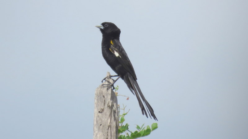 IMG_0108 White-winged Widowbird 2020-02-18 9-16-01 AM