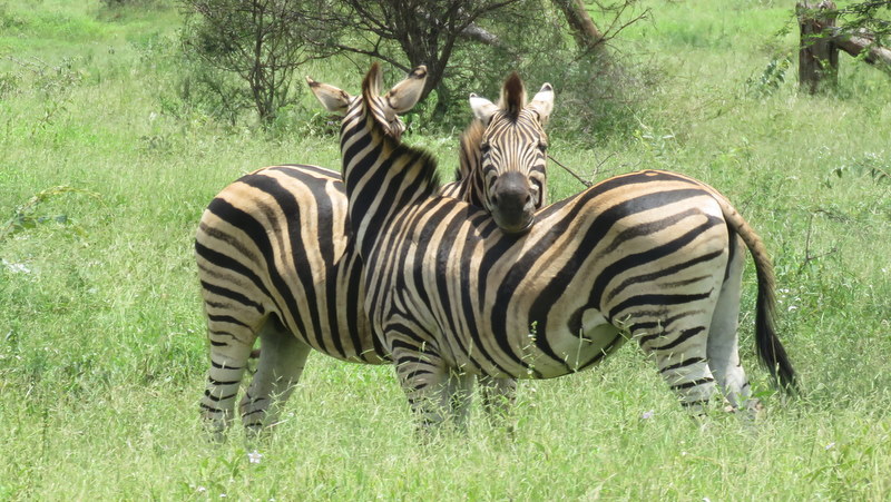 IMG_0139 Zebra 2020-02-18 12-15-57 PM