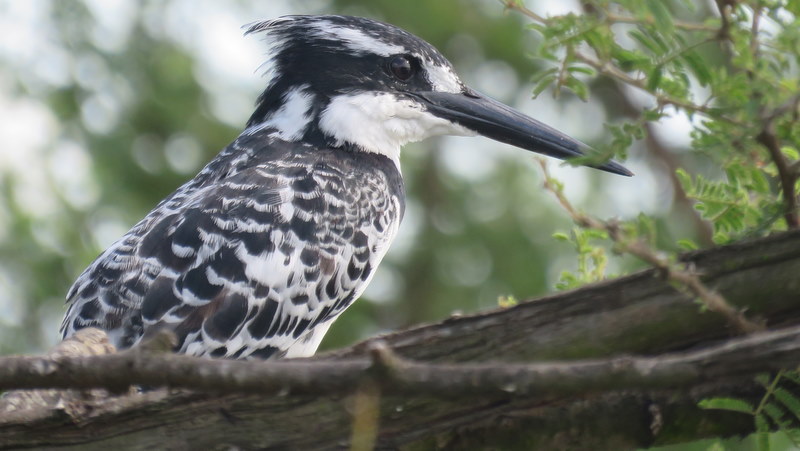 IMG_0151 Pied Kingfisher 2020-02-18 4-20-34 PM