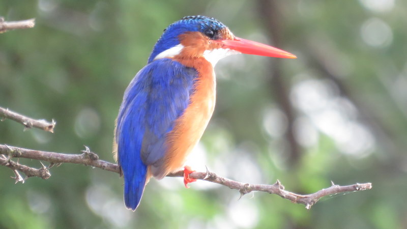 IMG_0156 Malachite Kingfisher 2020-02-18 4-22-07 PM