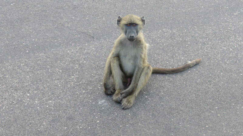 IMG_0190 Baboon 2020-02-19 6-23-36 AM