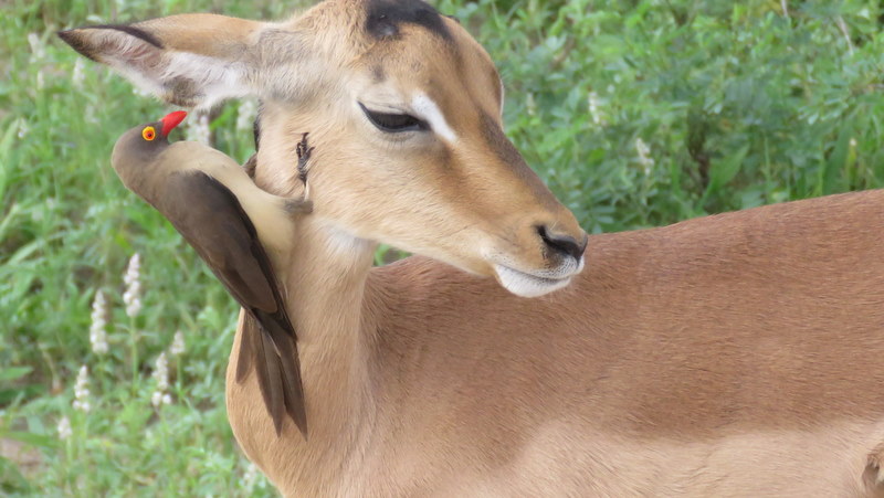 IMG_0192 Impala enjoying a spa treatment 2020-02-19 7-16-50 AM