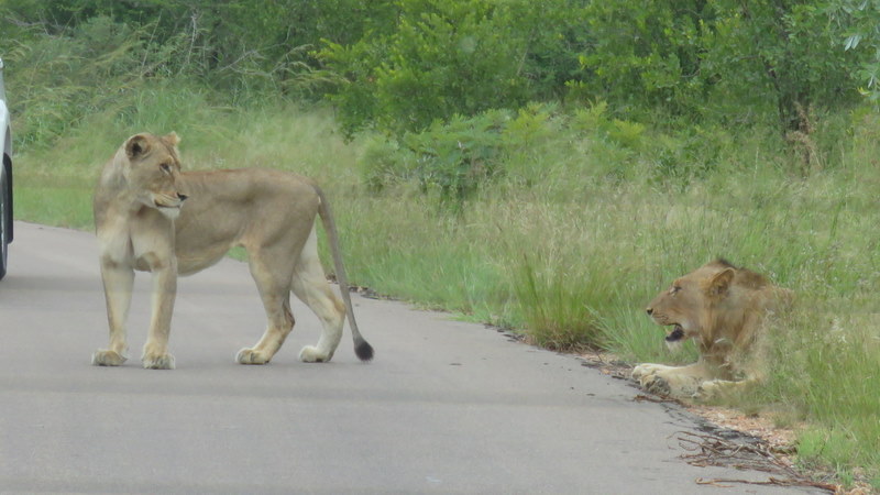 IMG_8917 lioness awake 2020-02-12 12-23-13 PM
