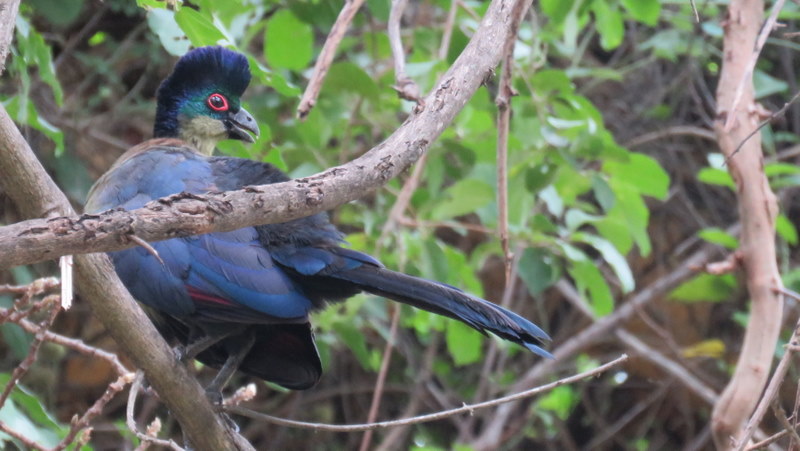 IMG_8929 Purple crested Taruco 2020-02-12 1-56-08 PM 2020-02-12 1-56-08 PM
