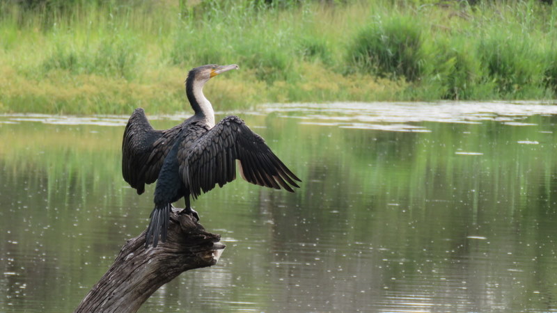 IMG_9022 White-breasted Cormorant 2020-02-13 8-41-23 AM 2020-02-13 8-41-23 AM