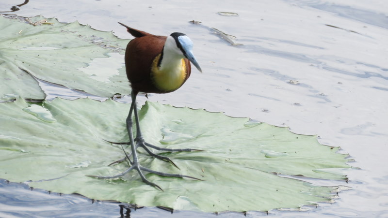 IMG_9030 African Jacana 2020-02-13 8-44-40 AM