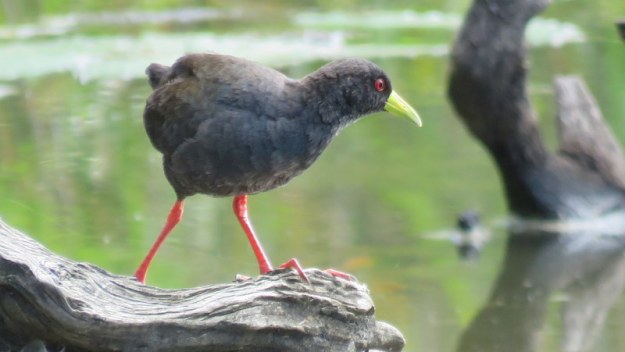 IMG_9053 Black Crake Lake Panic 2020-02-13 9-21-56 AM