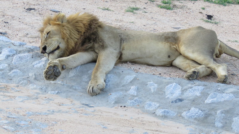 IMG_9097 Sleeping Lion 2020-02-13 6-01-51 PM