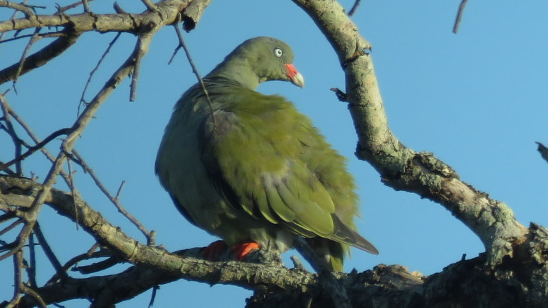IMG_9106 Green Pigeon 2020-02-14 6-41-38 AM 2020-02-14 6-41-38 AM