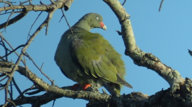 IMG_9106 Green Pigeon 2020-02-14 6-41-38 AM 2020-02-14 6-41-38 AM