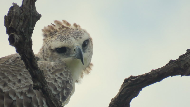 IMG_9227 Martial Eagle Face 2020-02-15 9-05-30 AM