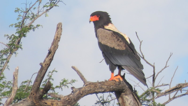 IMG_9279 Bateleur 2020-02-15 5-07-01 PM