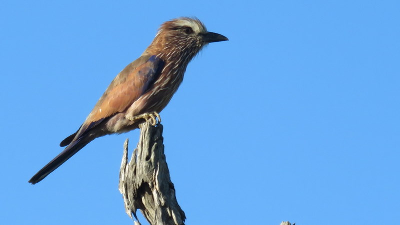 IMG_9283 Purple Roller 2020-02-15 5-26-44 PM