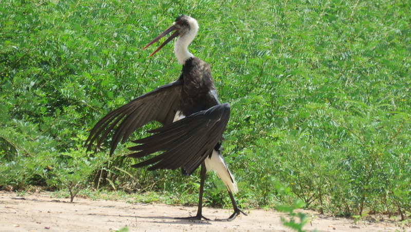 IMG_9366 Woolly-necked Stork 2020-02-16 12-43-25 PM