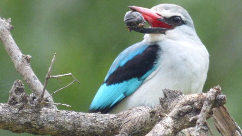 P1190409 Woodland's Kingfisher with bug 2020-02-12 7-03-47 AM
