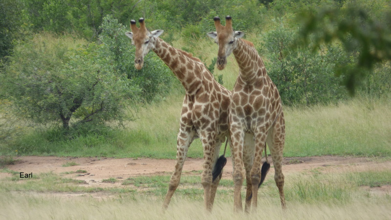 P1190417 Giraffe necking 2020-02-12 12-07-40 PM