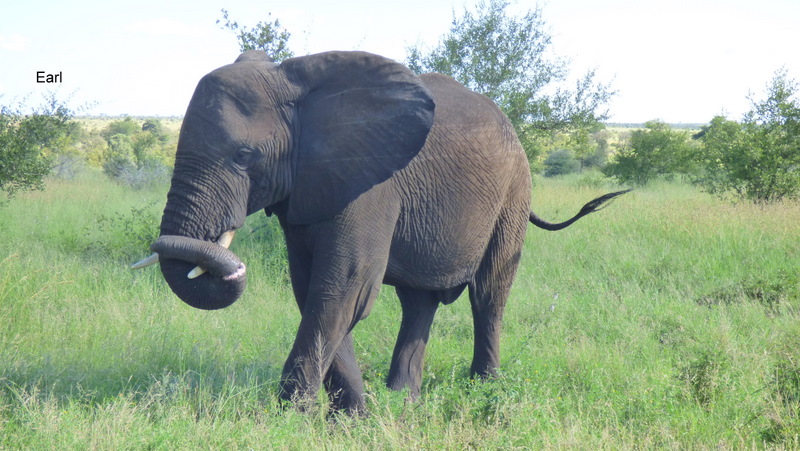 P1190457 Elephant with trunk on tusks 2020-02-14 4-09-26 PM