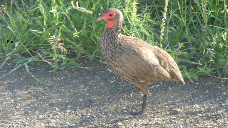 P1190536 Swainson's 2020-02-15 5-24-00 PM