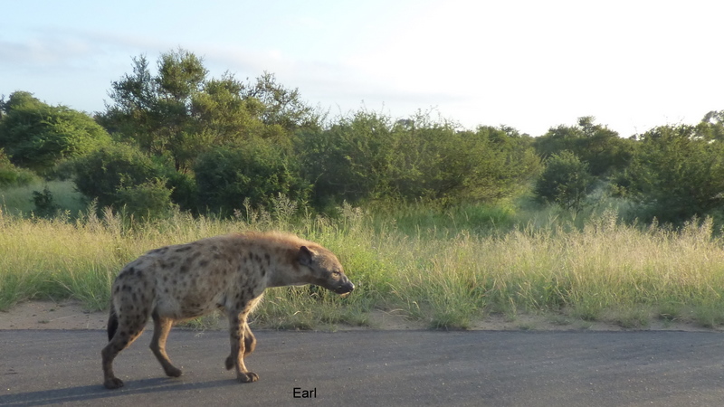 P1190583 Hyaena 2020-02-17 6-32-38 AM