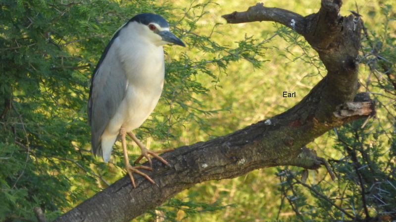 P1190602 Black-crowned Night-heron 2020-02-17 6-19-38 PM
