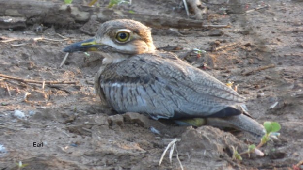 P1190611 Water Thick-knee 2020-02-17 6-24-14 PM