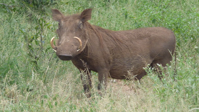 P1190624 Warthog 2020-02-18 11-52-45 AM