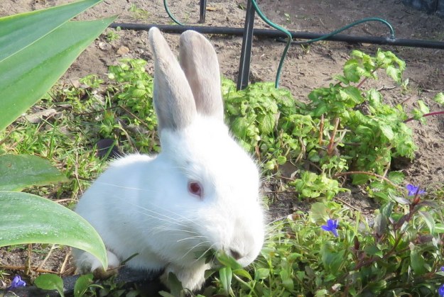 [016269] Bunny 2018-06-22 1-00-08 PM