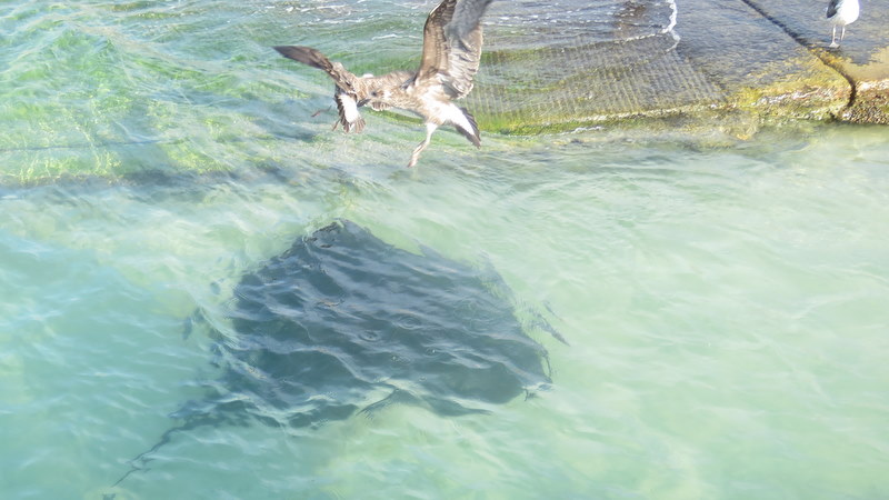 IMG_0278 Stingray and Gull in air 2020-03-06 4-58-22 PM