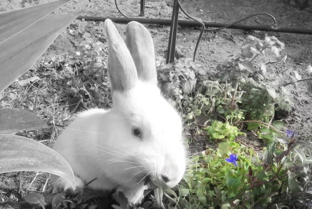 [016269] Bunny 2018-06-22 1-00-08 PM