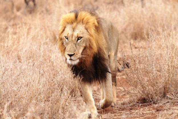 2010-10-07 010 Lion Earl