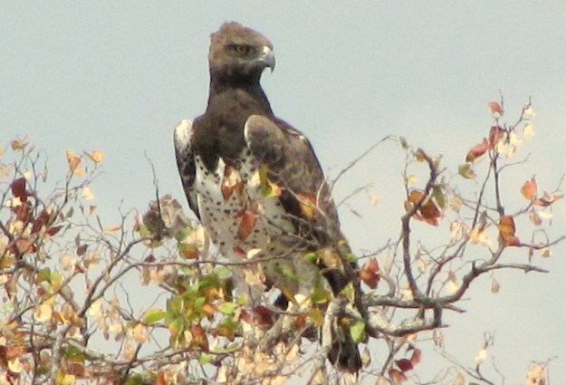 2010-10-08 037 Martial Eagle Helen